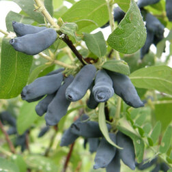 ����  ��������� ��������� �������, ������ �� 349 ���