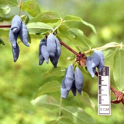 ����  ��������� ��������� ���������, ������ �� 349 ���