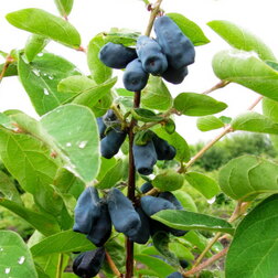 ����  ��������� ��������� ���� ������, ������ �� 349 ���