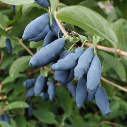 ����  ��������� ��������� ��������, ������ �� 349 ���