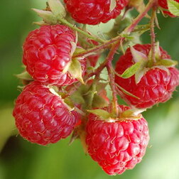 ����  ������ ������� (��� �����), ������ �� 259 ���