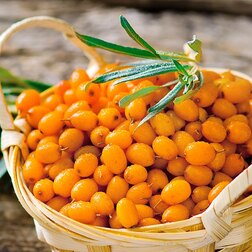 ����  �������� ���, ������ �� 369 ���