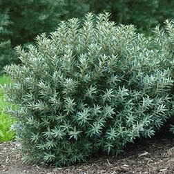 ����  �������� ����� (�������, ���������), ������ �� 1198 ���