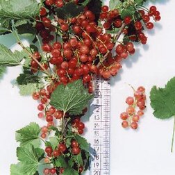 ����  ��������� ������� ��������, ������ �� 289 ���