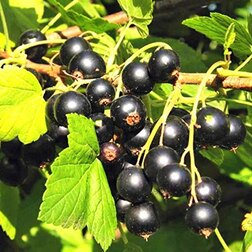 ����  ������� ��������� ��������� (������), ������ �� 259 ���