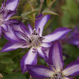 ����  �������� ������������ (������) ����� ����, ������ �� 1699 ���