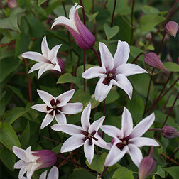 ����  �������� ������������ �������� ����, ������ �� 1699 ���