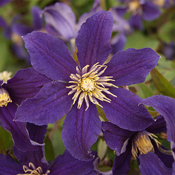 ����  �������� ������������ ������ ����, ������ �� 1699 ���