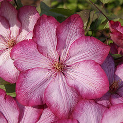 ����  �������� ��������������� �������, ������ �� 1699 ���