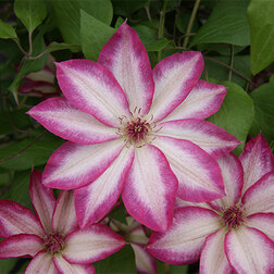 ����  �������� ��������������� ������, ������ �� 1699 ���