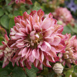 ����  �������� ��������������� ���� ����, ������ �� 1699 ���