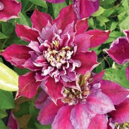 ����  �������� ��������������� ���������, ������ �� 1699 ���