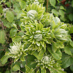 ����  �������� ��������������� ���� ���� (1-�����), ������ �� 1269 ���