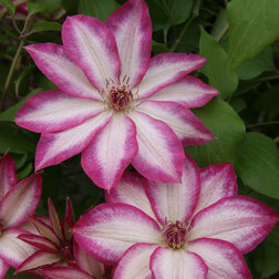 ����  �������� ��������������� ������ (1-�����), ������ �� 1269 ���