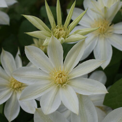 ����  �������� ��������������� ����� ��������� (1-�����), ������ �� 599 ���