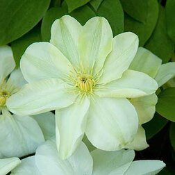 ����  �������� ��������������� (�����) ������ ����, ������ �� 599 ���