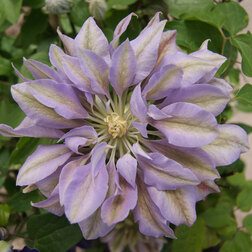 ����  �������� ��������������� ������ ���� (1-�����), ������ �� 599 ���