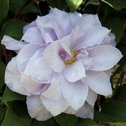 ����  �������� ��������������� ���� ��� (1-�����), ������ �� 599 ���