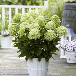 ����  ��������� ����������� ���� ���� (����� �����), ������ �� 952 ���