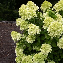 ����  ��������� ����������� ����� ������� (����� �����), ������ �� 799 ���