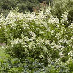 ����  ��������� ����������� (��� ���), ������ �� 612 ���