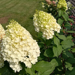 ����  ��������� ����������� ��������, ������ �� 654 ���