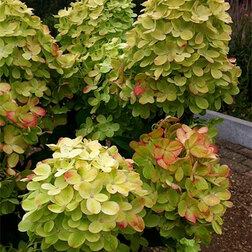 ����  ��������� ����������� ��������, ������ �� 952 ���