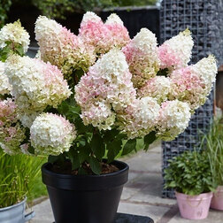 ����  ��������� ����������� ����� ������� (����� �����), ������ �� 799 ���