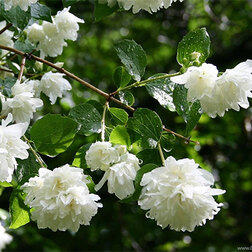 ����  ������ ������� (��������) �����, ������ �� 510 ���