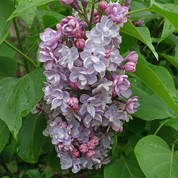 ����  ������ ������������ ���, ������ �� 595 ���