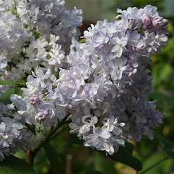 ����  ������ ������������ ����������, ������ �� 595 ���