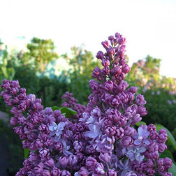 ����  ������ ������������ ������� ��������, ������ �� 595 ���