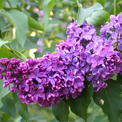 ����  ������ ������������ ��������, ������ �� 595 ���