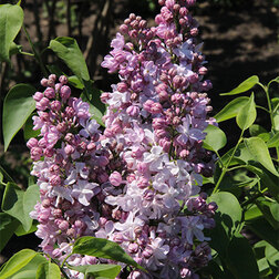 ����  ������ ������������ ��������, ������ �� 595 ���