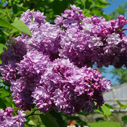 ����  ������ ������������ ������ � �.�. ������, ������ �� 595 ���