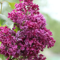 ����  ������ ������������ ���������, ������ �� 595 ���