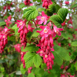 ����  ��������� �������-������� (������������) ������� �������, ������ �� 442 ���