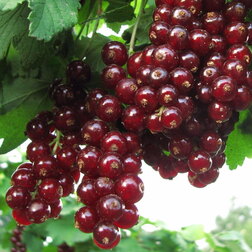 ����  ��������� ������� ������, ������ �� 259 ���