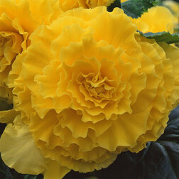 ����  ������� ��������� ����������� ������ ����� (1��-100�����) ���������������� ������, ������ �� 960 ���