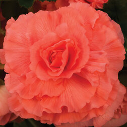 ����  ������� ��������� ����������� ������ ����� ������ (1��-100�����) ���������������� ������, ������ �� 960 ���