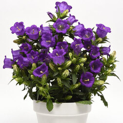 ����  ����������� ������� ���������� ��� (1��-100�����) ���������������� ������, ������ �� 4000 ���