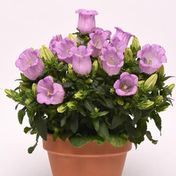 ����  ����������� ������� ���������� �������� (1��-100�����) ���������������� ������, ������ �� 4000 ���