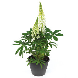 ����  ����� ������ ���� (1��-100��) ���������������� ������, ������ �� 960 ���