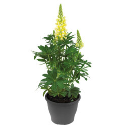 ����  ����� ������ ����� ����� (1��-100��) ���������������� ������, ������ �� 960 ���