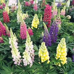 ����  ����� ������ ���� (1��-100��) ���������������� ������, ������ �� 960 ���