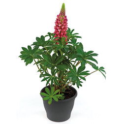 ����  ����� ������ ��� �����(1��-100��) ���������������� ������, ������ �� 960 ���