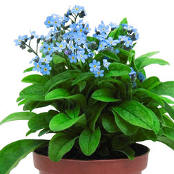 ����  ��������� ��� ��� ��� (1��-100��) ���������������� ������, ������ �� 736 ���