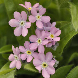 ����  ��������� ��� ��� ���� (1��-100��) ���������������� ������, ������ �� 736 ���