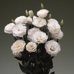 ����  ������� ��������������� ����� II ������������ (1��-100�����) ���������������� ������, ������ �� 1440 ���