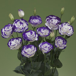 ����  ������� ��������������� ����� II ����� ������ (1��-100�����) ���������������� ������, ������ �� 1440 ���